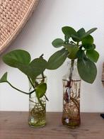 Leuke kamerplantjes in glazen vaasjes, Groene kamerplant, Ophalen, Overige soorten, Halfschaduw