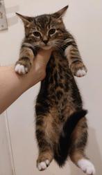 Katten nestje, Ophalen of Verzenden