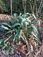 Yucca, direct uit de tuin!, Tuin en Terras, Ophalen, Overige soorten, Volle zon