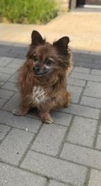 Chihuahua reu, Dieren en Toebehoren, Honden | Dekreuen, Reu, 8 tot 15 weken, Eén hond, Nederland