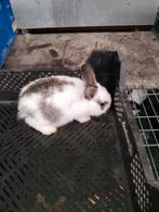 Konijnen, Dieren en Toebehoren, Konijnen