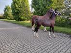 Tuigpaard veulens, Dieren en Toebehoren, Paarden, Niet van toepassing, 0 tot 2 jaar, Meerdere dieren, Gechipt