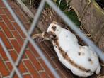 Lotharing voedster, Dieren en Toebehoren, Pluimvee, Vrouwelijk, Kip