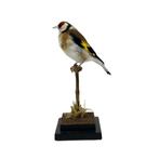 PRachtige opgezette putter te koop!!!, Ophalen of Verzenden, Nieuw, Vogel, Opgezet dier