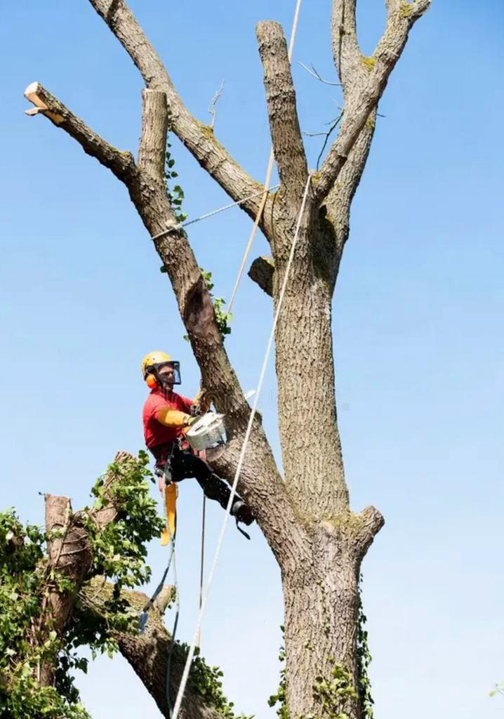 Boom laten kappen / boom kappen / snoeien, Tuin en Terras, Haardhout, Stammen, Overige houtsoorten, 6 m³ of meer, Ophalen