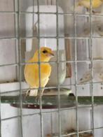 3 JONGE ORANJE KANARIES, Dieren en Toebehoren, Vogels | Kanaries, Meerdere dieren, Kleurkanarie