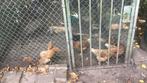 Kippen te koop, Dieren en Toebehoren, Pluimvee, Meerdere dieren, Kip