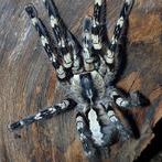 0.1 volwassen Poecilotheria Regalis, Dieren en Toebehoren, Spin of Schorpioen