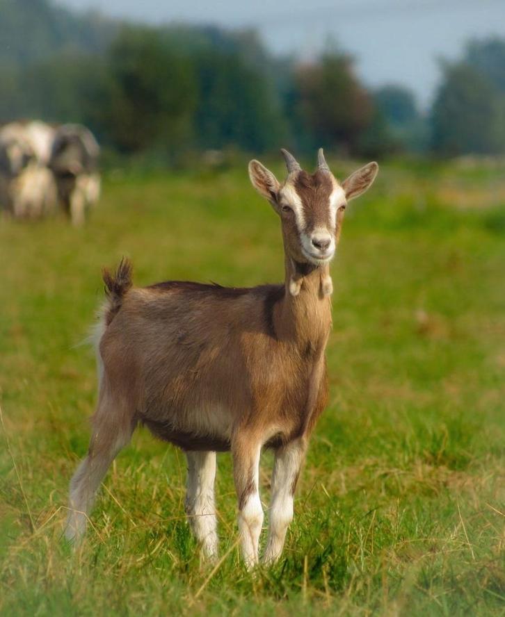 Prachtige jonge toggenburger geit te koop aangeboden, Dieren en Toebehoren, Schapen, Geiten en Varkens, Geit, Vrouwelijk, 0 tot 2 jaar