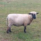 Hampshire down ooi, mogelijk drachtig, Dieren en Toebehoren, Schapen, Geiten en Varkens, Vrouwelijk, Schaap
