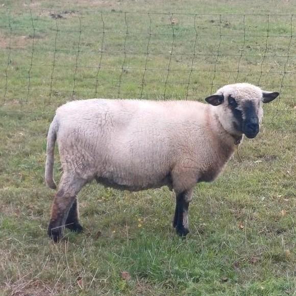 Hampshire down ooi, mogelijk drachtig, Dieren en Toebehoren, Schapen, Geiten en Varkens, Schaap, Vrouwelijk