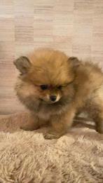 3 mooie reutjes , Pomeranian/ dwergkeesjes, Keeshond, CDV (hondenziekte), 8 tot 15 weken, Meerdere