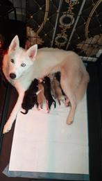 Tekoop 5 mooie husky,'s pups, 8 tot 15 weken, Poolhond, Meerdere, Meerdere dieren