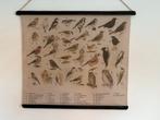 Oude schoolplaat met vogels, Ophalen of Verzenden, Zo goed als nieuw