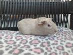 Jonge cavia beertjes van 5 a 6 weekjes jong, Dieren en Toebehoren, Knaagdieren, Cavia, Mannelijk, Mei, Tam