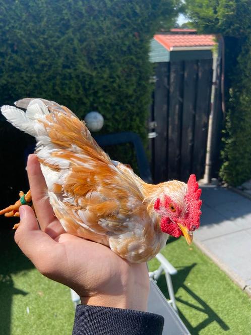 Serama haan kans split zijdeveer, Dieren en Toebehoren, Pluimvee, Kip, Mannelijk