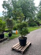 Ilex green hedge. In ( bonsai) vormen. In pot  2mtr hoog, Tuin en Terras, Overige soorten, 100 tot 250 cm, Zomer, Ophalen