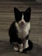 Kitten zoekt een huis, Meerdere dieren, 0 tot 2 jaar