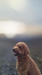 Lieve oppas gezocht voor liefste labradoodle begin juni, Dieren en Toebehoren, Ophalen of Verzenden