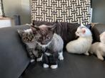 Nog 1 Kitten kruising Europees/Britse korthaar/Turkse Angora, Dieren en Toebehoren, Katten en Kittens | Raskatten | Langhaar, Ontwormd