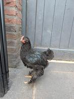 Brahma x Barnevelder, Dieren en Toebehoren, Mannelijk, Kip