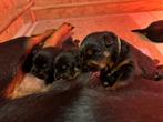 Rottweiler pups, Dieren en Toebehoren, 8 tot 15 weken, Meerdere, Meerdere dieren, Rottweiler