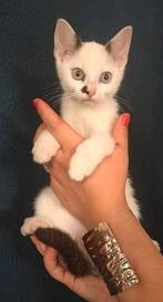 Mooie Kittens Britse korthaar/ragdoll, mogen nu weg :), Dieren en Toebehoren, Katten en Kittens | Raskatten | Korthaar, Meerdere dieren