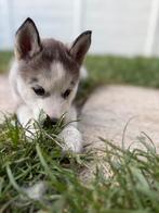 Siberische Husky Puppy's Zoeken Liefdevol Thuis!, Reu, Poolhond, Eén hond, Nederland