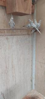 Witmasker valkparkieten., Dieren en Toebehoren, Vogels | Parkieten en Papegaaien, Meerdere dieren, Parkiet