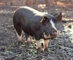 Varken gratis op te halen, Dieren en Toebehoren, Schapen, Geiten en Varkens, Meerdere dieren, Geit