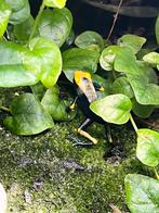 Tinctorius tumucumaqu, Dieren en Toebehoren, Hagedis, 0 tot 2 jaar