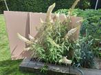 Vlinderstruik wit, Tuin en Terras, Ophalen, Zomer, Overige soorten, Volle zon