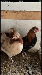 Sulmtaler kriel, Dieren en Toebehoren, Meerdere dieren, Kip