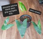 Alocasia zebrina black stem variegata, Ophalen of Verzenden, Overige soorten