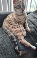 Bengaal, Seal Mink poes 2x,met stamboom, gechipt,ingeënt, Dieren en Toebehoren, Katten en Kittens | Raskatten | Korthaar, Poes