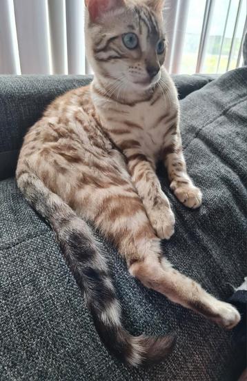 Bengaal, Seal Mink poes 2x,met stamboom, gechipt,ingeënt  beschikbaar voor biedingen