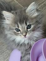 Ragdoll poesje blue tabby mitted 💜, Dieren en Toebehoren, Katten en Kittens | Raskatten | Langhaar, Poes, Ontwormd, 0 tot 2 jaar