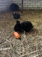 Jonge konijntjes, Dieren en Toebehoren, Meerdere dieren, Eend