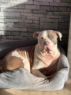 Bully xl, Reu, Parvo, Bulldog, Eén hond