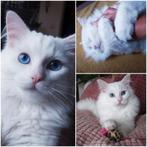 Oppas gezocht, Dieren en Toebehoren, Poes, Ontwormd