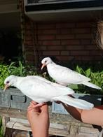 Nog 1 klein wit tortelduifje (paaskuiken), Dieren en Toebehoren, Vogels | Duiven, Meerdere dieren, Tortelduif