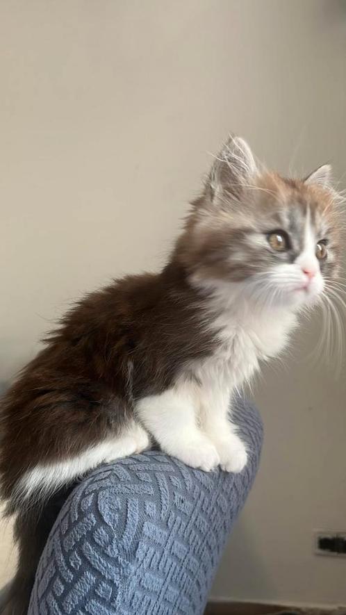 Lieve Shirazi (perzische) kittens, Dieren en Toebehoren, Katten en Kittens | Raskatten | Langhaar, Meerdere dieren, 0 tot 2 jaar