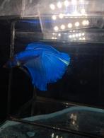 Royal blue halfmoon kempvis man, Kreeft, Krab of Garnaal