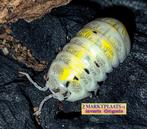 Armadillidium vulgare Magic Potion isopods / pissebedden, Overige soorten
