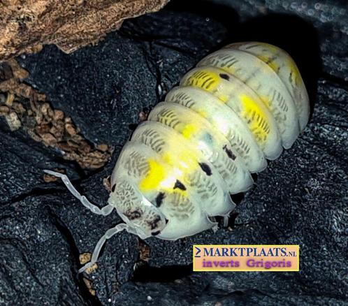 Armadillidium vulgare Magic Potion isopods / pissebedden, Dieren en Toebehoren, Insecten en Spinnen, Overige soorten