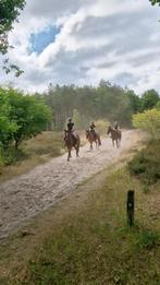 Verzorgster/bijrijdster aangeboden, Dieren en Toebehoren, Stalling en Weidegang