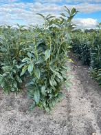 Prunus laur genolia smalblijvende laurier, Ophalen of Verzenden, Laurier, 100 tot 250 cm
