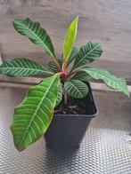 Euphorbia leuconeura / Madagascar Jewel, Huis en Inrichting, Kamerplanten, Ophalen, Overige soorten, Halfschaduw, In pot