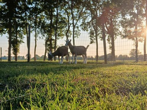 2 mooie toggenburger bokjes te koop, Dieren en Toebehoren, Schapen, Geiten en Varkens, Geit, Mannelijk