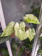 Alocasia Macrorrhiza Splash, Huis en Inrichting, Kamerplanten, Overige soorten, Ophalen of Verzenden, Minder dan 100 cm, Volle zon